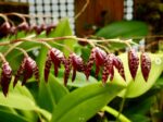 Pleurothallis Restrepioides
