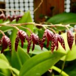 Pleurothallis Restrepioides