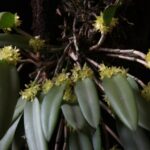 Octomeria Crassifolia