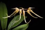 Bulbophyllum Macraei - COLEÇÃO
