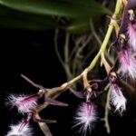 Bulbophyllum Saltatorium