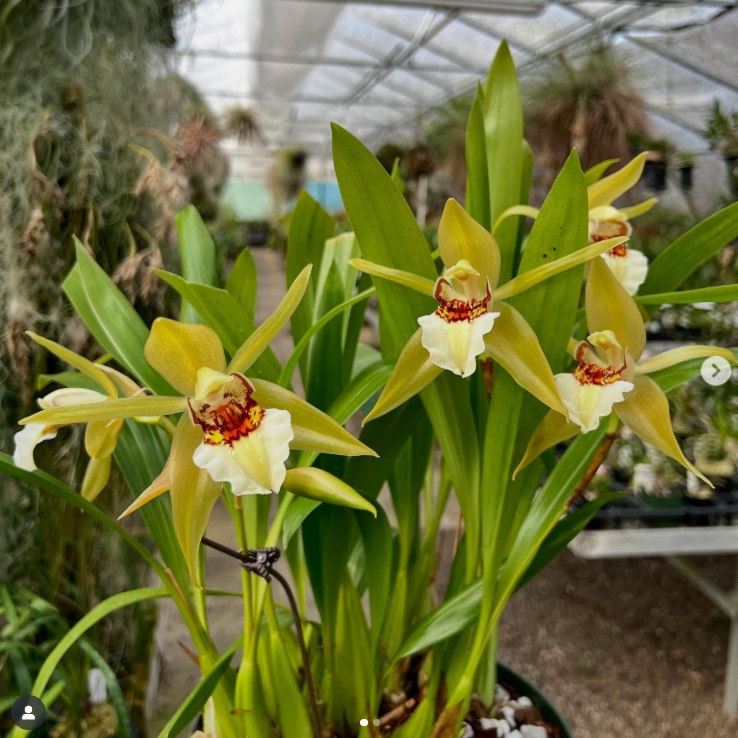 Coelogyne Lawrenceana - COLEÇÃO - Imagem 1
