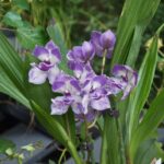 Zygonisia Cynosure  - COLEÇÃO