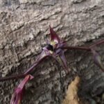Bulbophyllum Involutum - COLEÇÃO