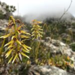 Bulbophyllum Weddellii