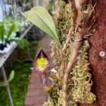 Bulbophyllum Macrathum - COLEÇÃO