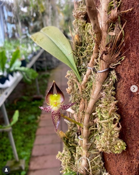 Bulbophyllum Macrathum - COLEÇÃO - Imagem 1