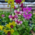 Denphal Sem Identificação