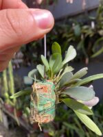 Acianthera Grobyi - Imagem 6