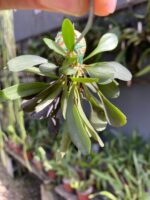 Acianthera Grobyi - Imagem 7