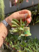 Acianthera Grobyi - Imagem 4