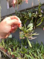 Acianthera Grobyi - Imagem 3