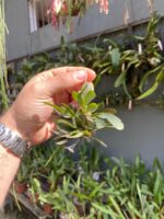 Acianthera Grobyi - Imagem 2