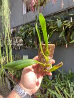 Bulbophyllum Saltatorium - Imagem 2