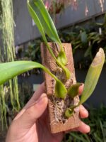 Bulbophyllum Saltatorium - Imagem 3