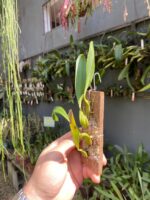 Bulbophyllum Saltatorium - Imagem 5