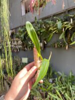 Bulbophyllum Saltatorium - Imagem 6