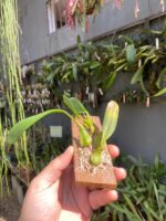 Bulbophyllum Saltatorium - Imagem 4