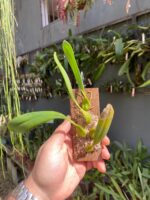 Bulbophyllum Saltatorium - Imagem 7