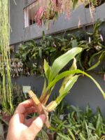 Eria Javanica - Imagem 6