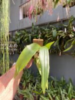 Eria Javanica - Imagem 7