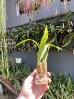 Eria Javanica - Imagem 5