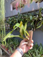 Eria Javanica - Imagem 4