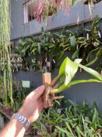 Eria Javanica - Imagem 3