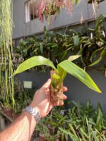 Eria Javanica - Imagem 2