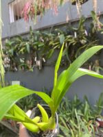 Coelogyne Lawrenceana - COLEÇÃO - Imagem 8