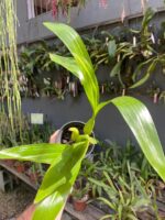 Coelogyne Lawrenceana - COLEÇÃO - Imagem 9