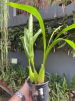 Coelogyne Lawrenceana - COLEÇÃO - Imagem 7