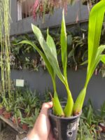 Coelogyne Lawrenceana - COLEÇÃO - Imagem 6