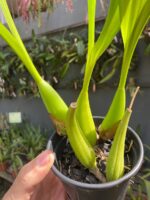 Coelogyne Lawrenceana - COLEÇÃO - Imagem 5