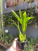 Coelogyne Lawrenceana - COLEÇÃO - Imagem 4