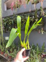 Coelogyne Lawrenceana - COLEÇÃO - Imagem 3