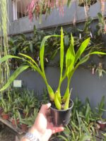 Coelogyne Lawrenceana - COLEÇÃO - Imagem 2