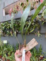 Bifrenaria Harrisoniae - Imagem 6