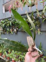 Bifrenaria Harrisoniae - Imagem 7