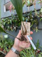 Bifrenaria Harrisoniae - Imagem 5