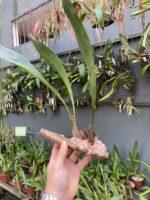 Bifrenaria Harrisoniae - Imagem 4