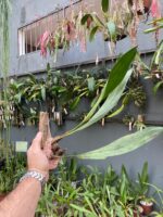 Bifrenaria Harrisoniae - Imagem 3