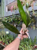 Bifrenaria Harrisoniae - Imagem 2