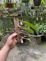 Bulbophyllum Macrathum - COLEÇÃO - Imagem 3
