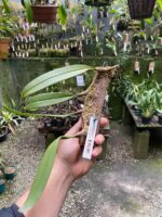 Bulbophyllum Macrathum - COLEÇÃO - Imagem 4