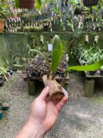 Bulbophyllum Macrathum - COLEÇÃO - Imagem 5