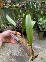 Bulbophyllum Macrathum - COLEÇÃO - Imagem 6