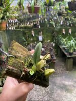 Bulbophyllum Involutum - COLEÇÃO - Imagem 7