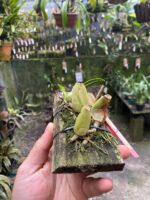 Bulbophyllum Involutum - COLEÇÃO - Imagem 5