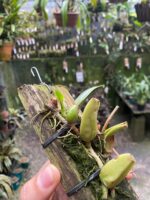 Bulbophyllum Involutum - COLEÇÃO - Imagem 6